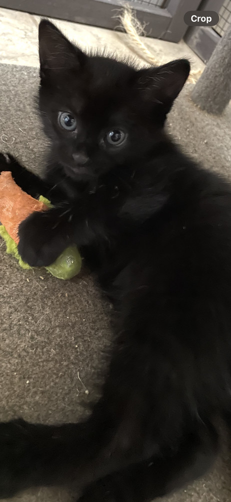 Scar (bonded with Gaston)