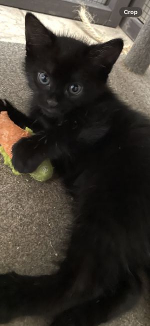 Scar (bonded with Gaston), Adult Male unknown