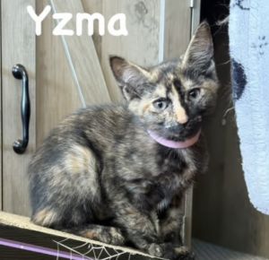 Yzma, Adult Female unknown