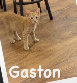 Gaston (bonded with Scar), Adult Male unknown