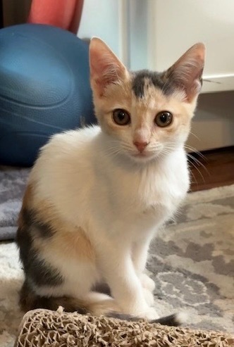 Callie