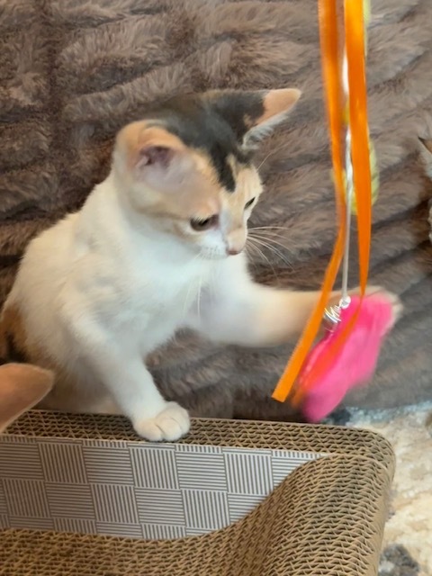 Callie