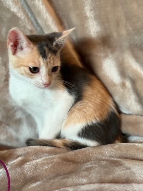Callie