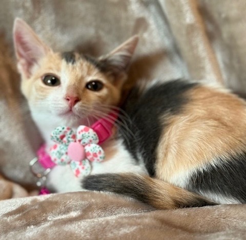 Callie