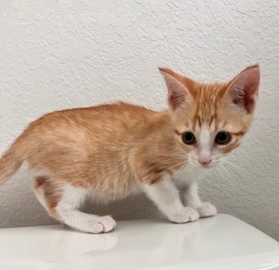Copper