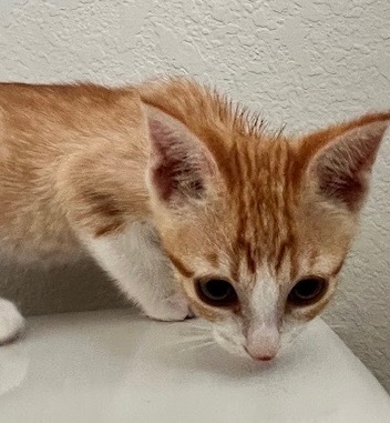 Copper