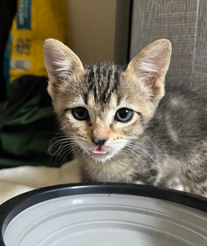 Chocolate chip