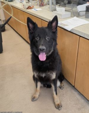 COOPER German Shepherd Dog Dog
