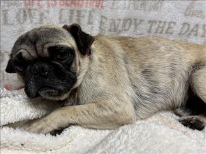 COCO Pug Dog