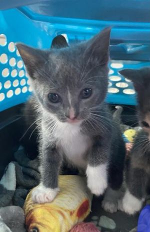 BLUEBELL, Baby Female Domestic Short Hair