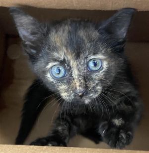 SHELLY, Baby Female Domestic Short Hair