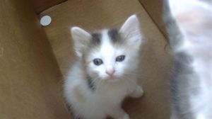GRACE, Baby Female Domestic Short Hair