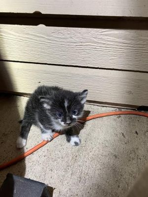 HOPE, Baby Male Domestic Short Hair