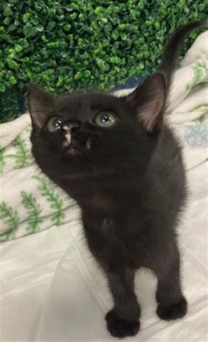 GOJO, Baby Male Domestic Short Hair