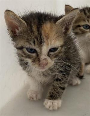 EMMA, Baby Female Domestic Short Hair
