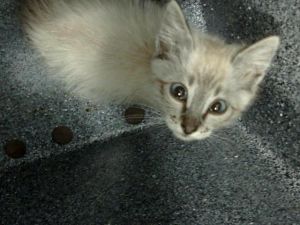 APOLLO, Baby Male Siamese