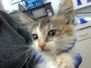 GINNY, Baby Female Domestic Long Hair