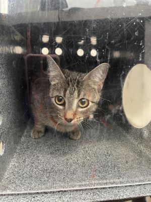 BETTY, Young Female Domestic Short Hair