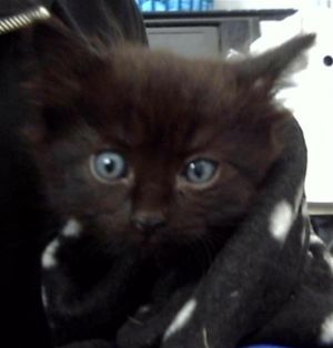 TILLY, Baby Female Domestic Short Hair