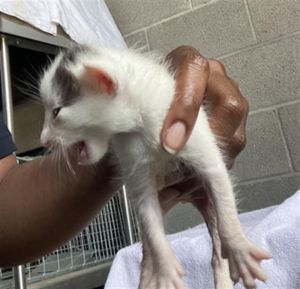 DEVO, Baby Male Domestic Short Hair
