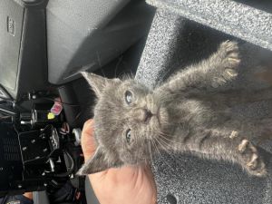 BINKY, Baby Male Domestic Short Hair