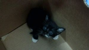 SNOWY, Baby Female Domestic Short Hair