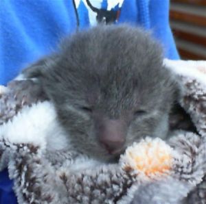 XYLIA, Baby Female Domestic Short Hair