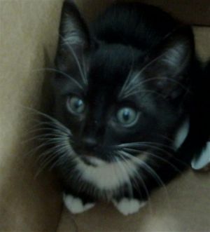 SASSY, Baby Female Domestic Short Hair