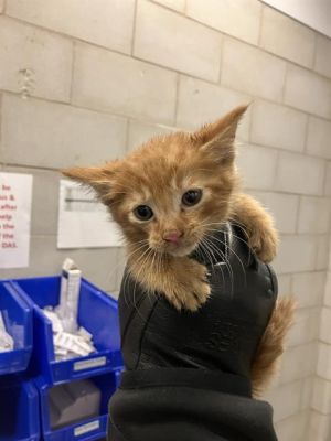 LUNA, Baby Male Domestic Short Hair