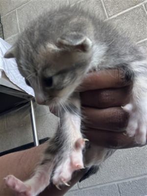 TAB, Baby Male Domestic Short Hair