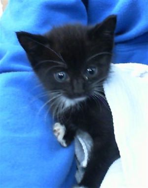 IZZY, Baby Female Domestic Short Hair