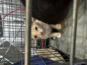 JJ, Baby Female Domestic Short Hair
