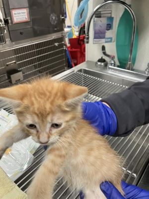 RILEY, Baby Female Domestic Short Hair