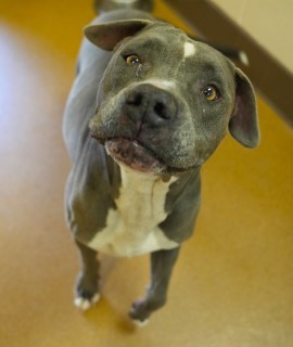 Amaya, Senior Female unknown