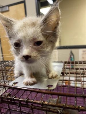 A600192, Baby Male Domestic Short Hair