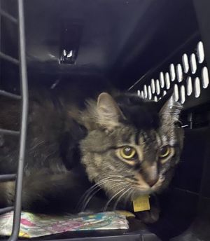 FLUFFY, Adult Female Domestic Medium Hair