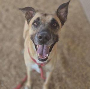 NALA, Adult Female unknown