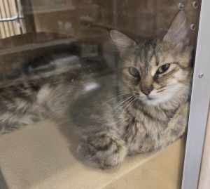 MILLIE, Adult Female Domestic Medium Hair