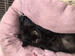 Glenda, Baby Female Domestic Medium Hair