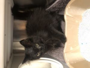 Gab, Baby Male Domestic Long Hair