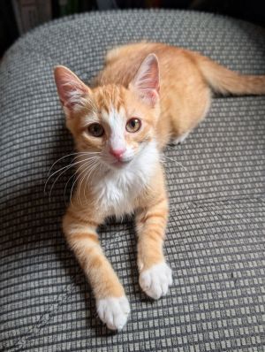 Annie AP, Baby Female Domestic Short Hair