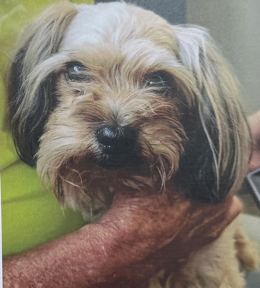 Coco, an adoptable Shih Tzu, Cockapoo in Fort Madison, IA, 52627 | Photo Image 1