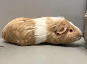 Primary Color Blonde Secondary Color White Weight 2lbs Age 2yrs 0mths 1wks