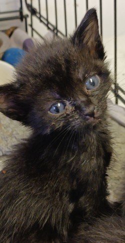 Caddi, Baby Female Domestic Short Hair