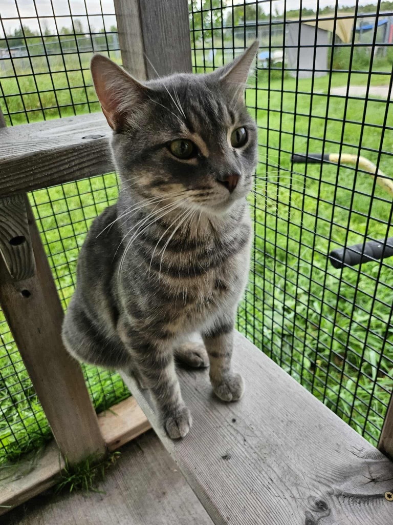 Wiley, an adoptable Domestic Short Hair in Ashland, WI, 54806 | Photo Image 1
