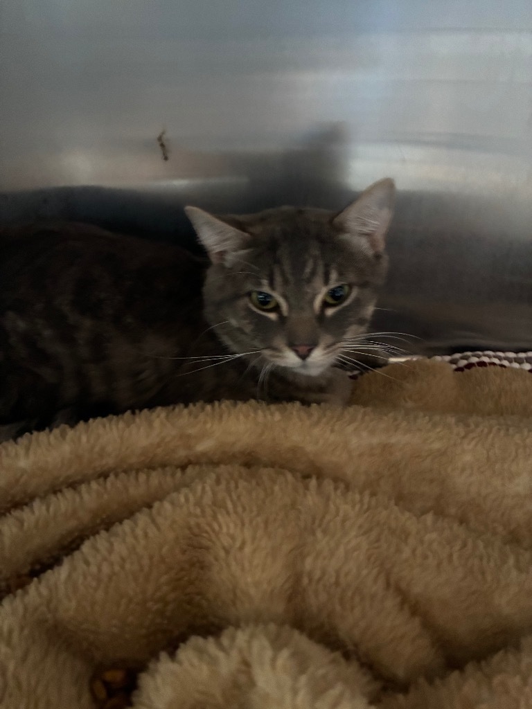 Wiley, an adoptable Domestic Short Hair in Ashland, WI, 54806 | Photo Image 2