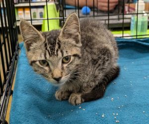 Kelp, Baby Male Domestic Short Hair