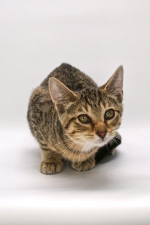 Blake, Baby Male Domestic Short Hair