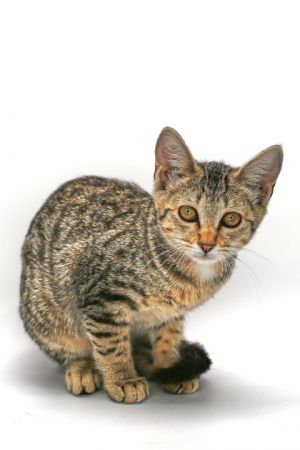 Bubbles, Baby Female Domestic Short Hair