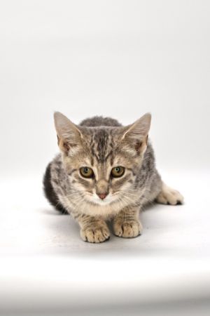 Bentley, Baby Male Domestic Short Hair